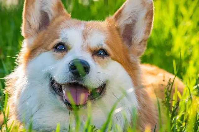 How to Keep Your Pets Happy During Seasonal Changes