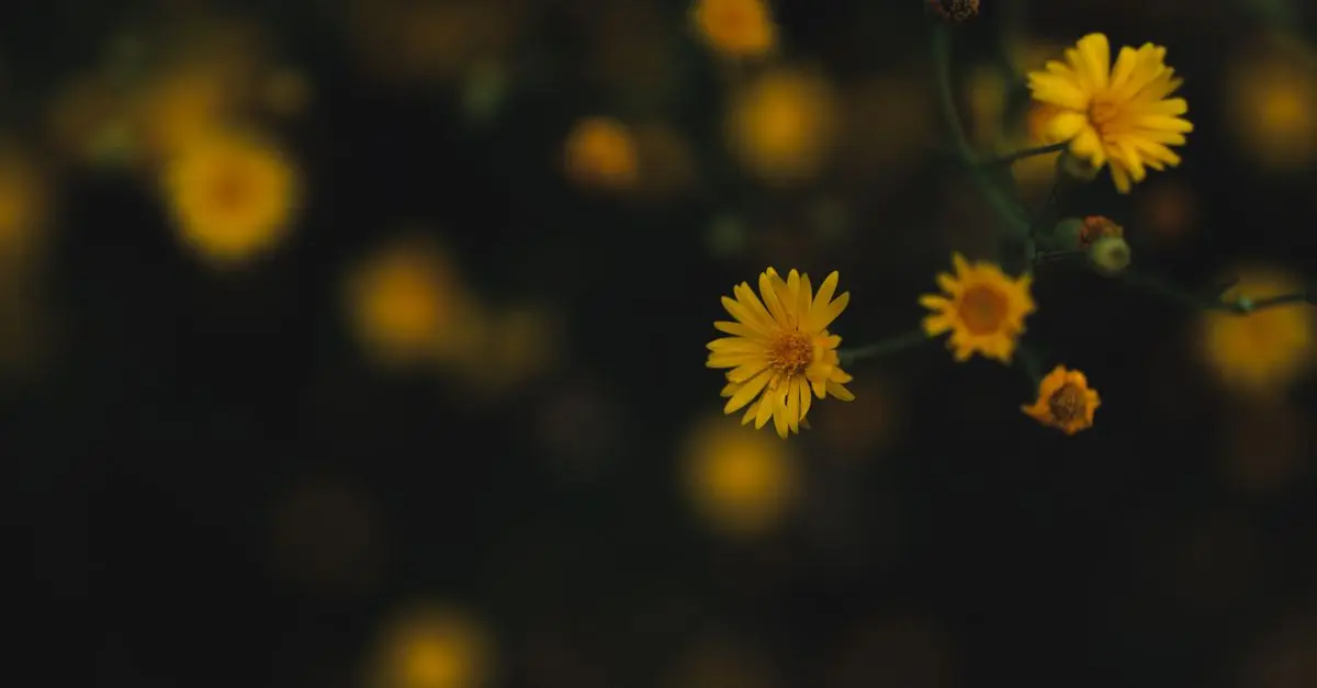 Les avantages méconnus des fleurs CBD pur pour la créativité