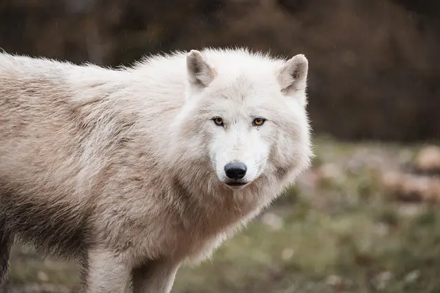 Cómo hacer un disfraz de lobo aterrador para Halloween