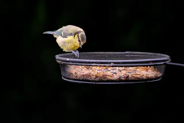 Les meilleures pratiques pour accueillir la faune dans votre jardin
