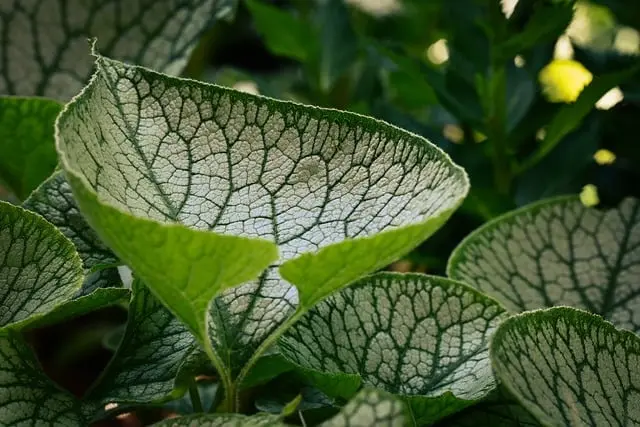 Les bienfaits de la biodiversité dans votre jardin bio