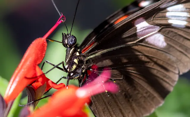 Comment créer un habitat favorable pour les insectes pollinisateurs