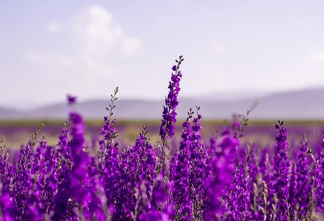 10 Piante Ideali per Un Giardino Sostenibile