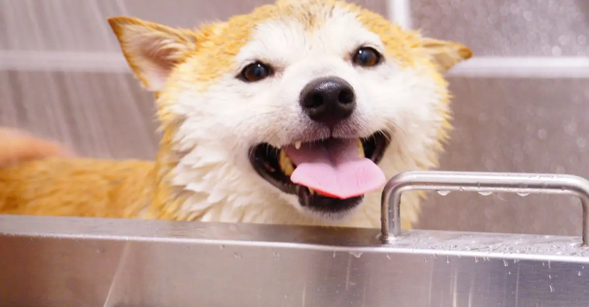 Top 10 Pet Wellness Trends to Watch