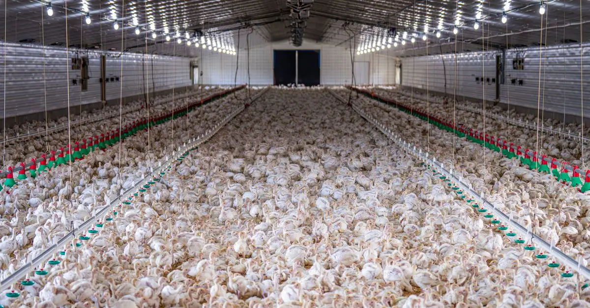 Les tendances de la viande bio en 2026
