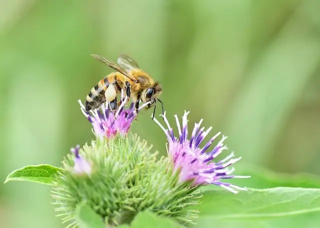 10 Plantes Indispensables pour un Jardin Écologique