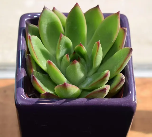 Guide Pratique pour Cultiver des Plantes Écologiques en Micro-Jardin