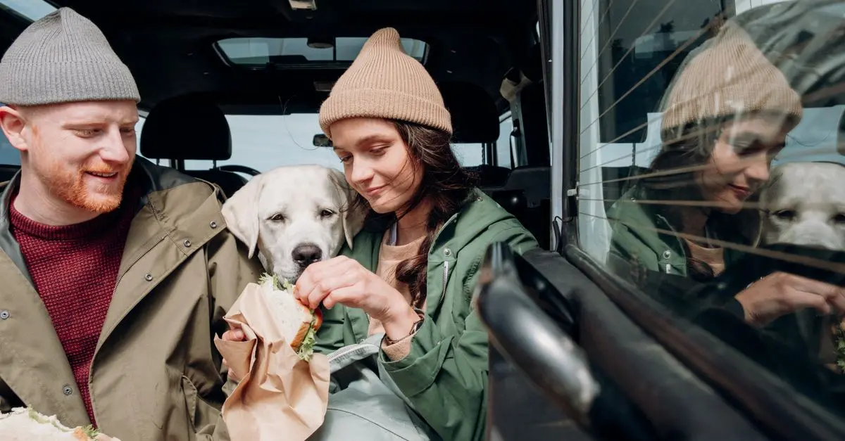 10 Essential Tips for Traveling with Your Pets Comfortably