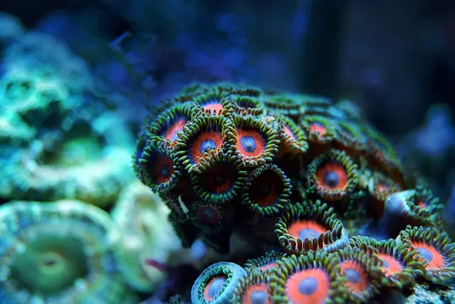 Les dynamique des écosystèmes marins : comprendre leur impact