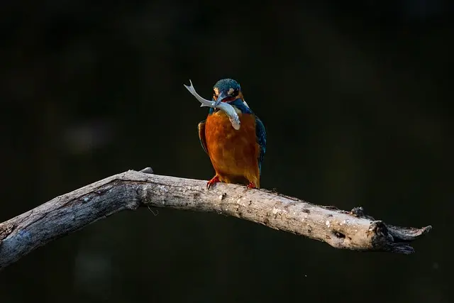 Les poissons d'eau douce les plus emblématiques et fascinants