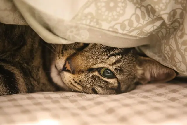 10 Tips for Creating a Loving Home for Your Pets