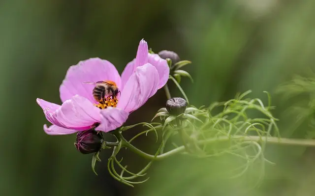 Cómo elegir las plantas ideales para un jardín sustentable